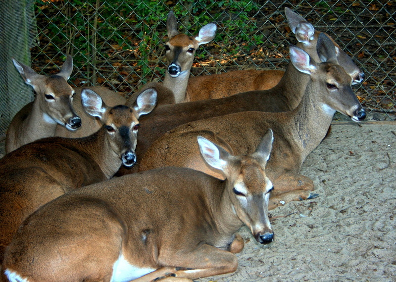 resting, animal themes, wildlife, hoofed, day, herbivores, nature, domestic animals, vertebrate, animal wildlife, brown, outdoors, whitetail, 2K, land