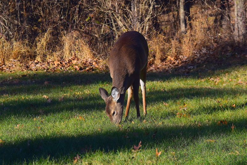 animal, fall, autumn, natural, growth, domestic animals, land, green color, morning, season, day, outdoor, herbivorous, mammal, one animal, nature, 4K