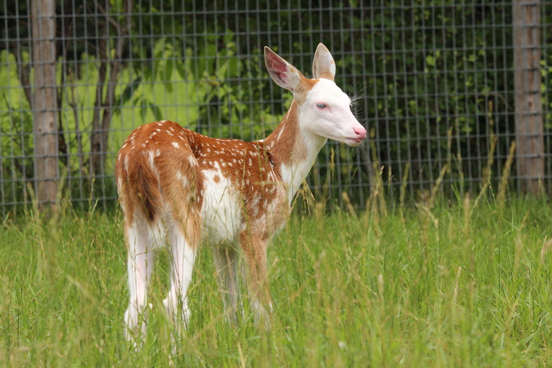 day, whitetail deer, herbivorous, deer, vertebrate, grass, spots, no people, barrier, newborn, green color, animal themes, mammal, plant, animal, cute