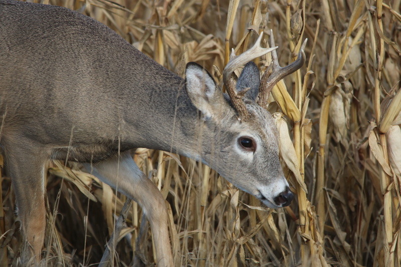 white tail, antler, animal themes, Buck, antlers, 4 dog arts, white-tailed, day, Deer, plant, 5K, north america, vertebrate, north dakota, nature, whitetail