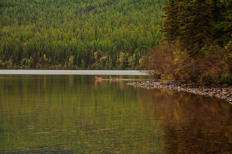 day, woodland, animals, outdoors, deer, trees, brown, reflection, water, tranquil scene, canon 5d mark ii, animal, coniferous tree, idyllic, crossing, growth