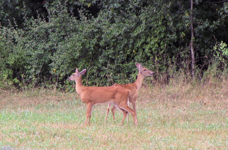 1080P, outdoors, full length, standing, no people, Whitetail Deer, wild, mammal, day, antelope, animals in the wild, animal wildlife, plant, wilderness