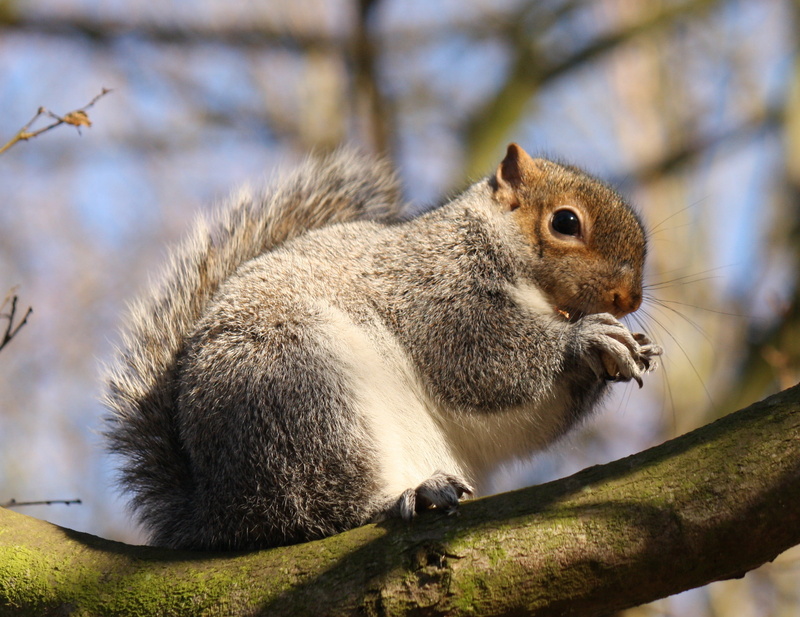 tree, photo, nature, 1080P, fur, mammal, wildlife, rodent, animal, branch, brown, cute, outdoors, closeup, forest, squirrel, trunk