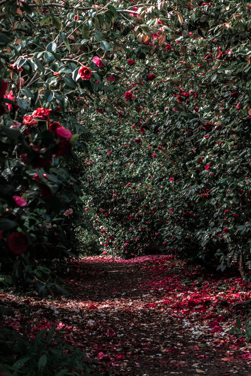 nature, flowers, land, plant, growth, park, bushes, summer, flower, no people, leaf, spring, 5K, plant part, moody, footpath, dark, pink, hedge, london
