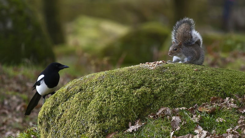 mammals, 1080P, birds, wildlife, animals, nature, squirrel, moss