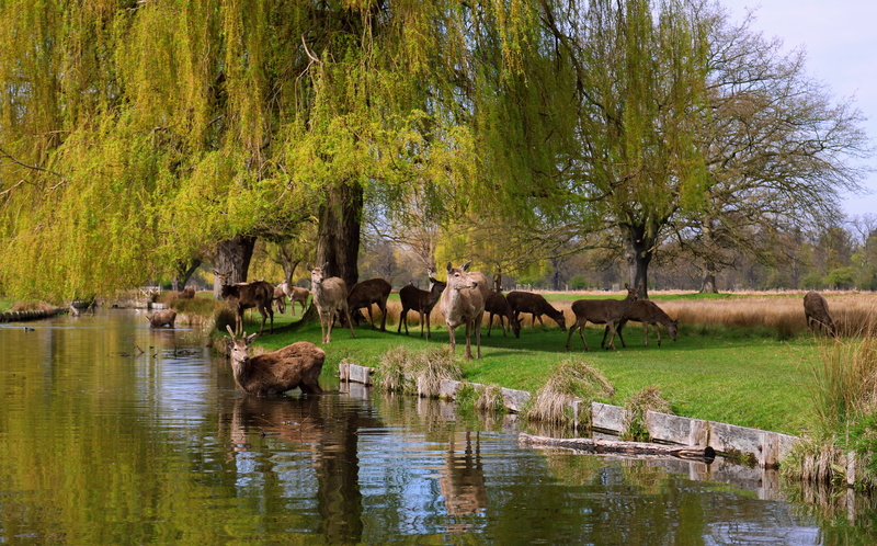 swamp, nature, no people, animal, mammal, reflection, herbivorous, vertebrate, wildlife, drink, deer, animal wildlife, animal family, group of animals