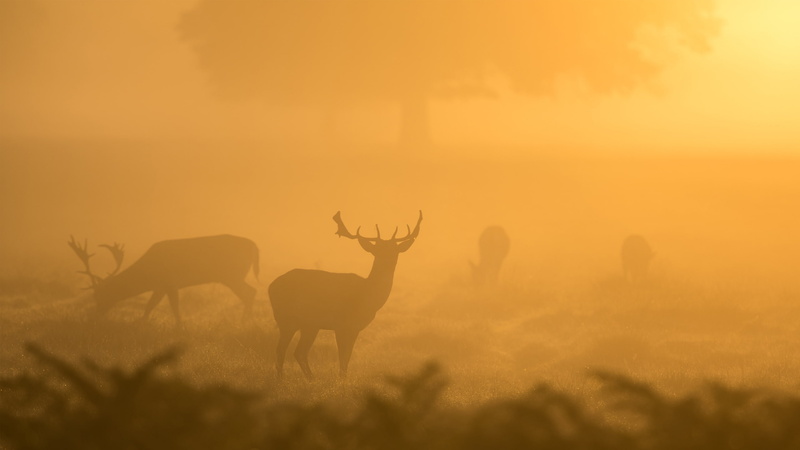 mammal, vertebrate, plant, animals in the wild, fog, morning, Park, herd, Deers, land, group of animals, herbivorous, animal, nature, sky, twilight, silhouette
