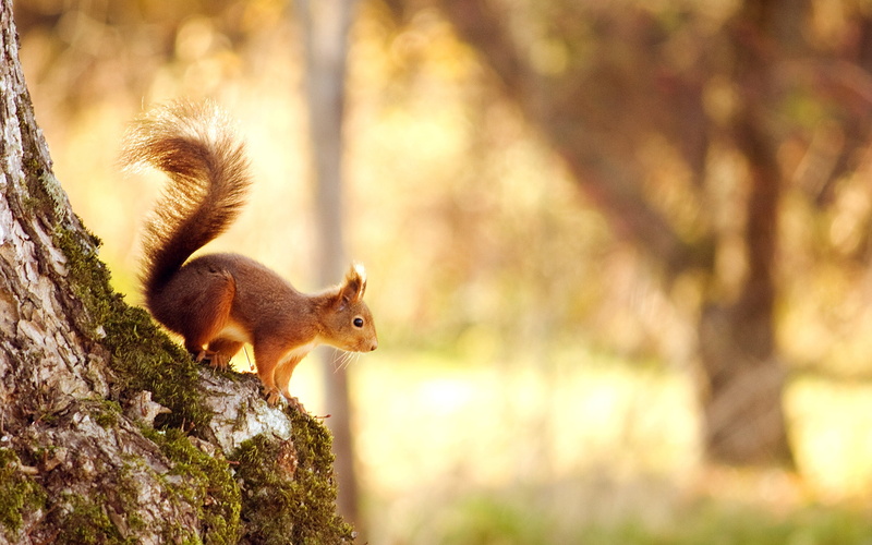 2K, animal themes, side view, animals In The Wild, tail, plant, animal, wildlife, animal wildlife, no people, tree, squirrel, rodent, green Color, mammal