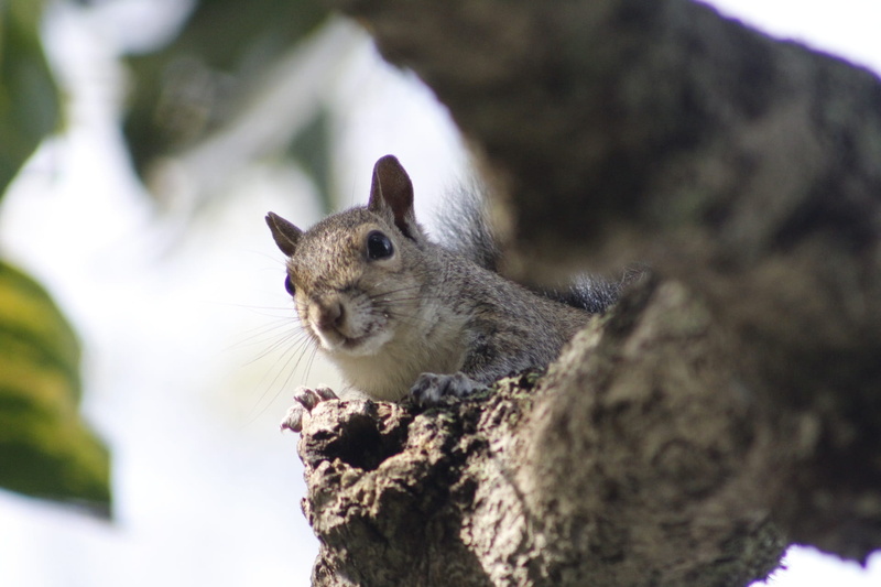 selective focus, outdoor, bushy, one animal, tail, looking, focus on foreground, brown, chipmunk, curious, 1080P, cute, mammal, eat, portrait, furry, day