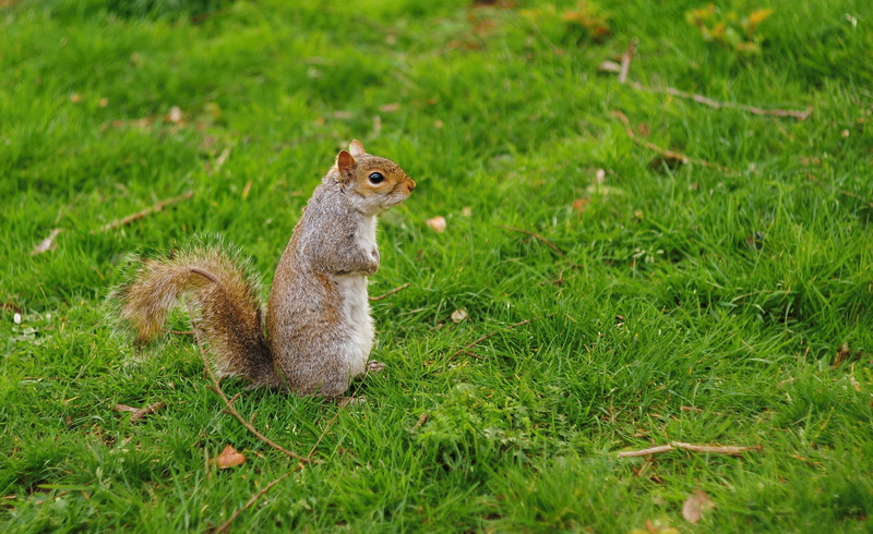 brown, lawn, animal themes, mammal, green, animal wildlife, grass, park, no people, one animal, nature, squirrel, field, garden, eating, daytime, day, green color