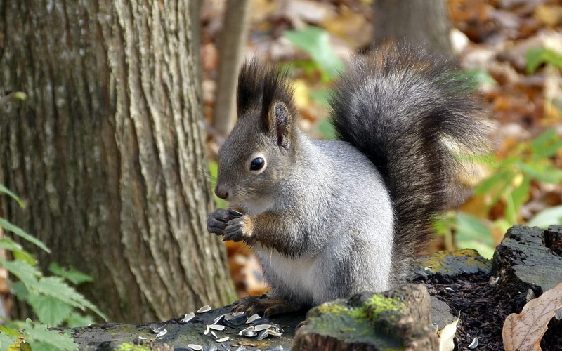 autumn, trunk, nut - Food, black, rodent, squirrel, green Color, leaf, fur, plant, outdoors, bushy, wildlife, tree trunk, animal wildlife, one animal, mammal