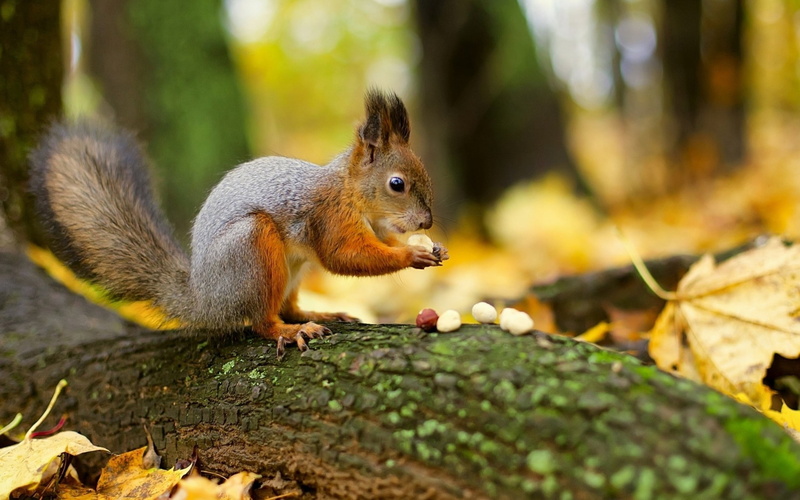 tree, plant part, one Animal, green Color, autumn, animal wildlife, raccoon, tail, eating, animal, forest, nut - Food, nuts, red, gray, day, no people