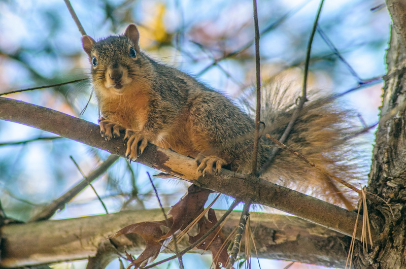 vertebrate, no people, fluffy, animal, fur, brown, animal wildlife, hair, looking, plant, whisker, white, animals in the wild, adorable, funny, outdoor