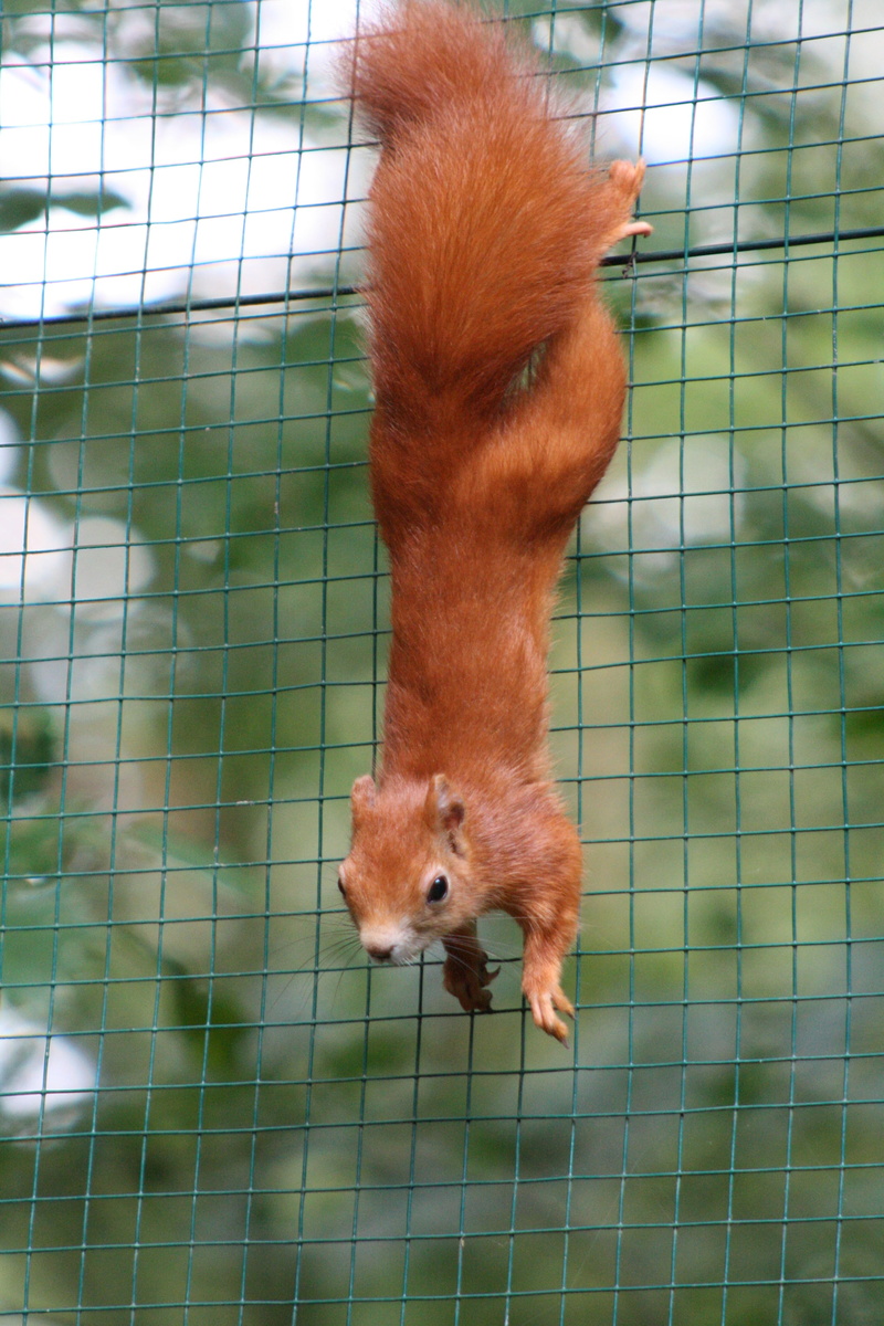 whisker, focus on foreground, animal themes, squirrel, animals in captivity, cage, no people, animal, brown, zoology, close-up, metal, rodent, bushy, mammal