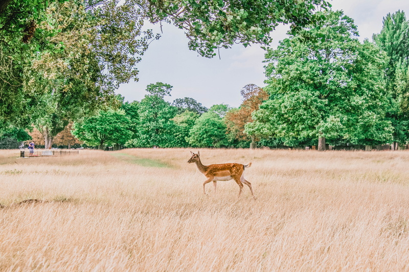 field, animal themes, mammal, day, wild life, animal wildlife, environment, outdoors, into the wild, one animal, growth, bushy park, follow dear, united kingdom