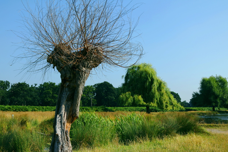 clear sky, 5K, environment, tranquility, trunk, bushy park, green color, landscape, beauty in nature, field, tranquil scene, scenics - nature, summer