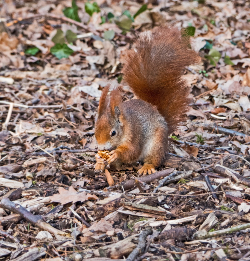 animal wildlife, outdoors, bushy, 1080P, high angle view, fur, autumn, park, leaf, one animal, squirrel, wood, adorable, nature, animal world, tail, eating