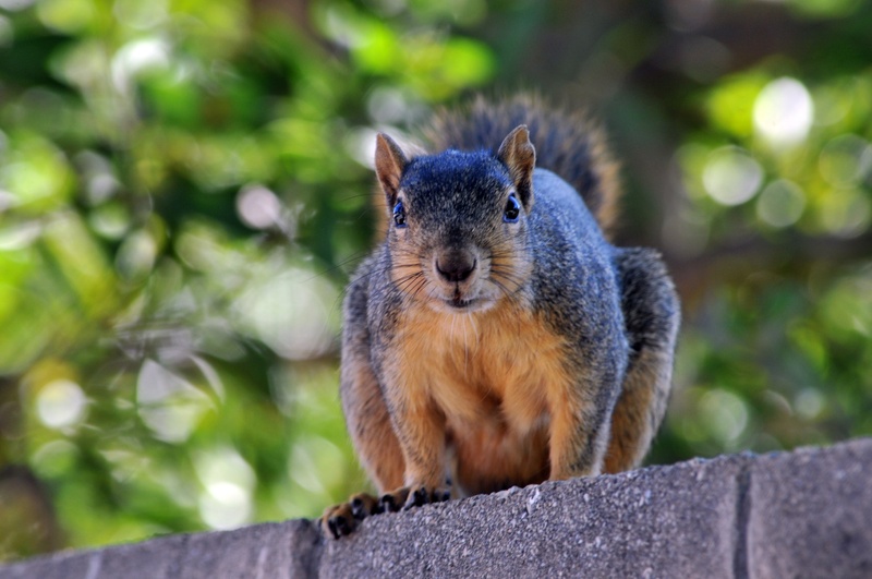 furry, no people, nature, park, alertness, close-up, tail, looking at camera, animal, funny, one animal, animal wildlife, squirrel, day, plant, bushy, 4K