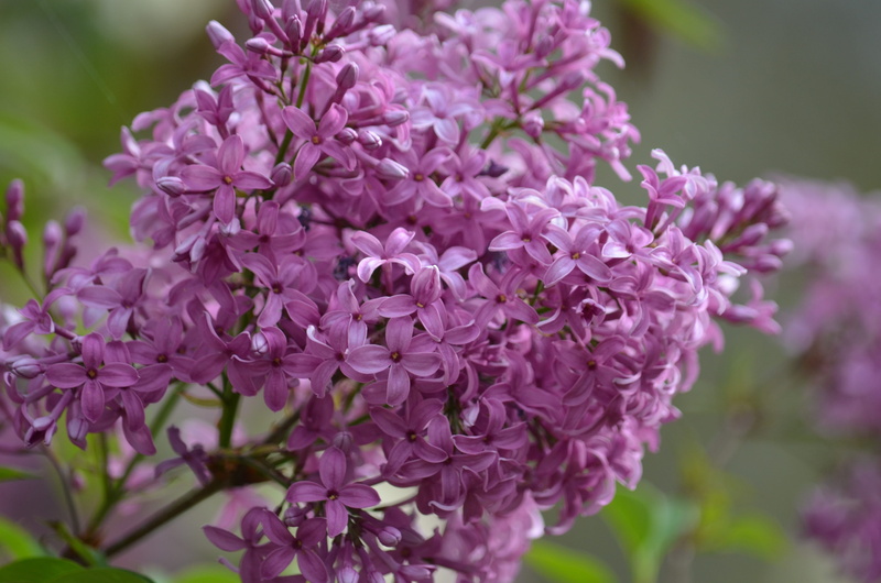 vulnerability, floral, nature, bunch of flowers, beauty in nature, flower head, park, blossom, growth, botany, petal, day, fragrant, no people, purple