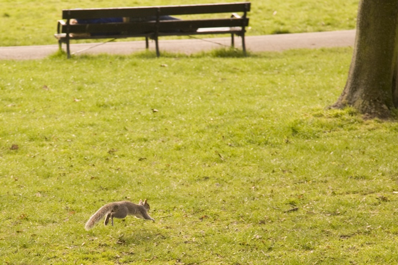 one animal, rodent, outdoors, animal wildlife, plain, plant, vertebrate, no people, nature, land, natural, squirrel, green, outdoor, day, field, wild, mammal