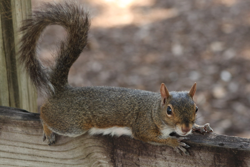 day, wildlife, outdoors, one animal, no people, rodent, bushy, animal themes, tree, close-up, furry, eating, focus on foreground, animal wildlife, animal