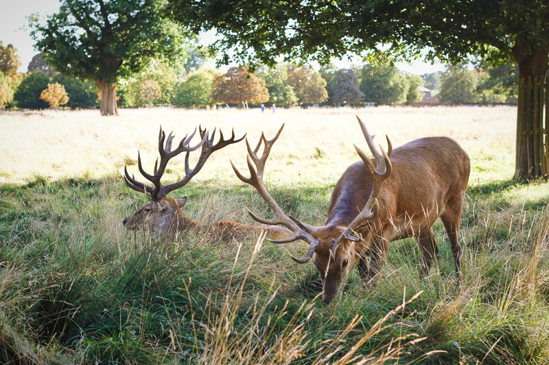 united kingdom, antler, land, domestic animals, field, tree, green, 5K, plant, horned, animal, wild life, mammal, vertebrate, forest, nature, stag, herbivorous