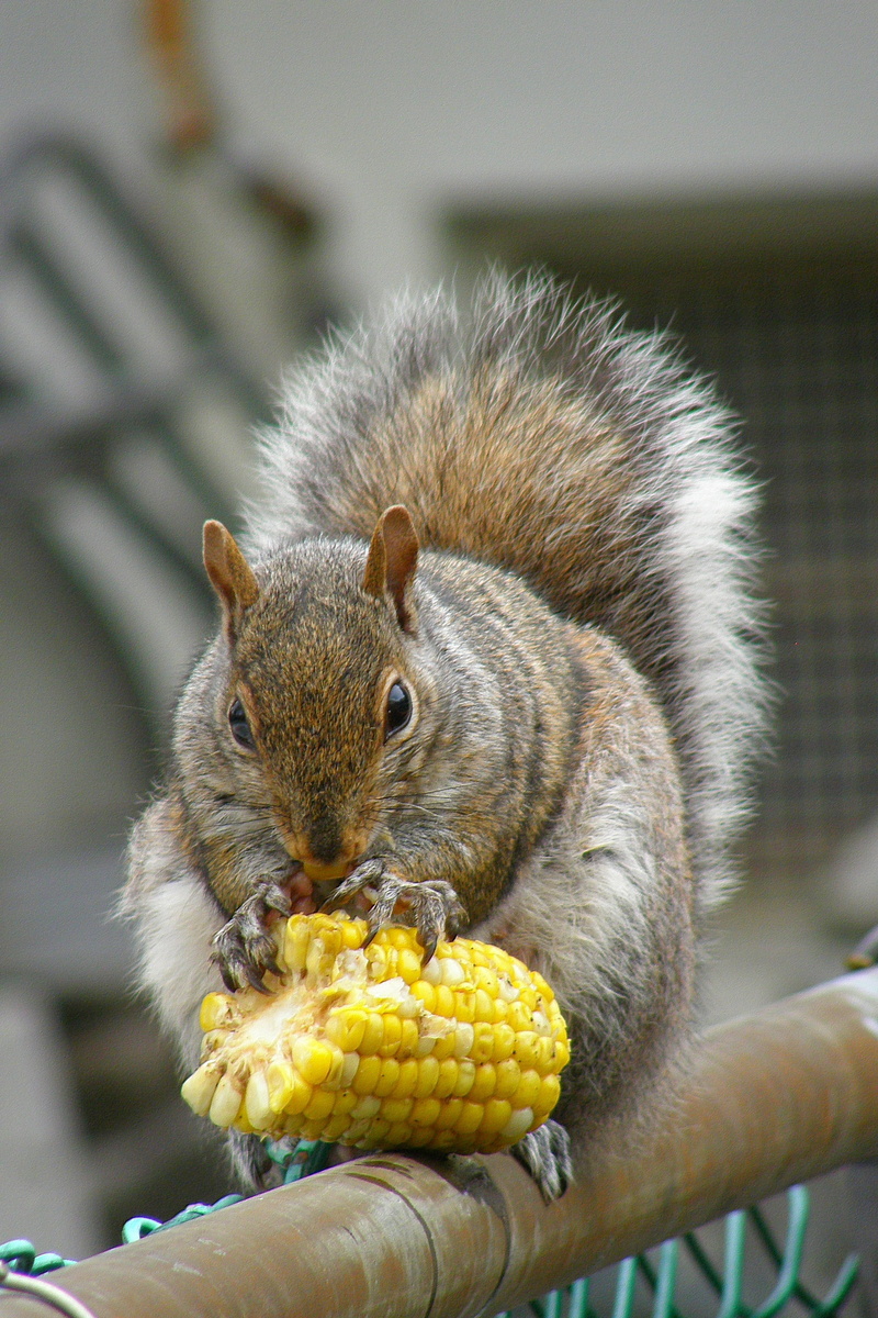 animal, brown, food and drink, animals in the wild, close-up, fluffy, corn, fur, food, one animal, animal wildlife, vegetable, bushy, vertebrate, healthy eating