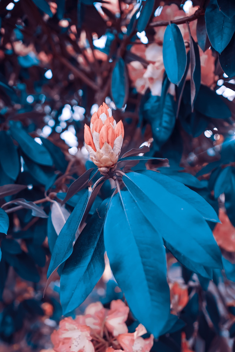 hampton, day, plant, vulnerability, tropical flower, petal, wilderness, bushy park, beauty in nature, no people, growth, inflorescence, flower, flowering plant