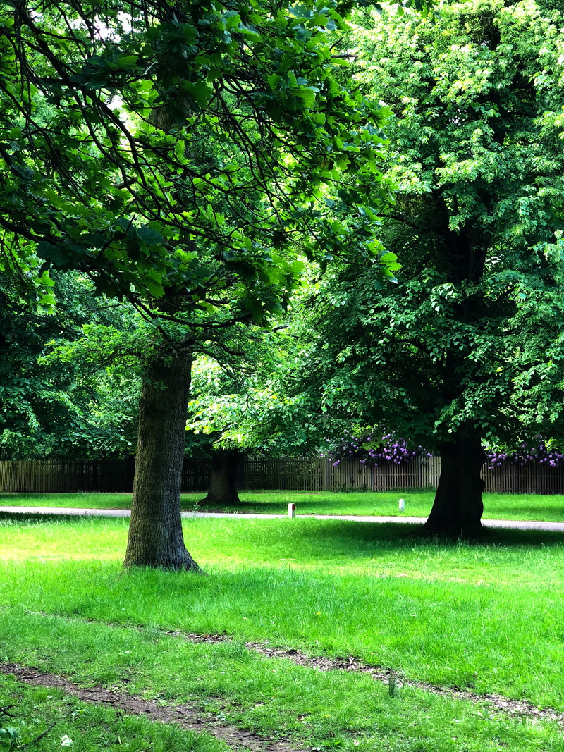 day, tree, park - man made space, trunk, field, land, trees, hampton, scenics - nature, plant, bushy park, tranquility, foliage, parks, growth, tranquil scene