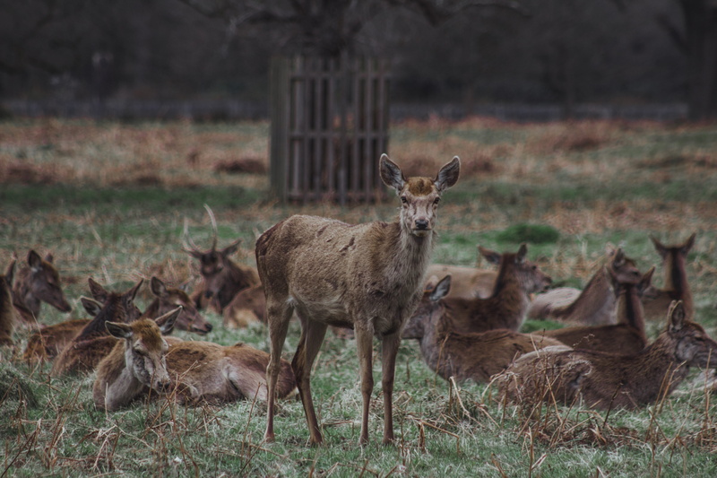 plant, group of animals, animal themes, deer, deers, nature, stag, grass, united kingdom, animal wildlife, animal family, vertebrate, no people, tree, fawn
