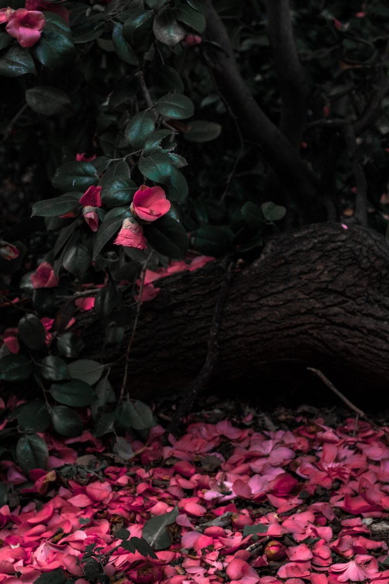 beauty in nature, spring, wood, no people, leaf, summer, day, petal, change, plant, flower, flowers, pink, hampton, flower head, park, rose - flower, flowering plant