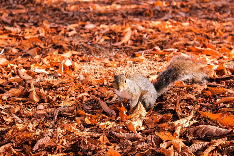 plant part, outdoors, autumn, no people, one animal, soil, mammal, animal, field, leaf, rodent, coyote, ground, daytime, fur, nature, metropolitan city of turin