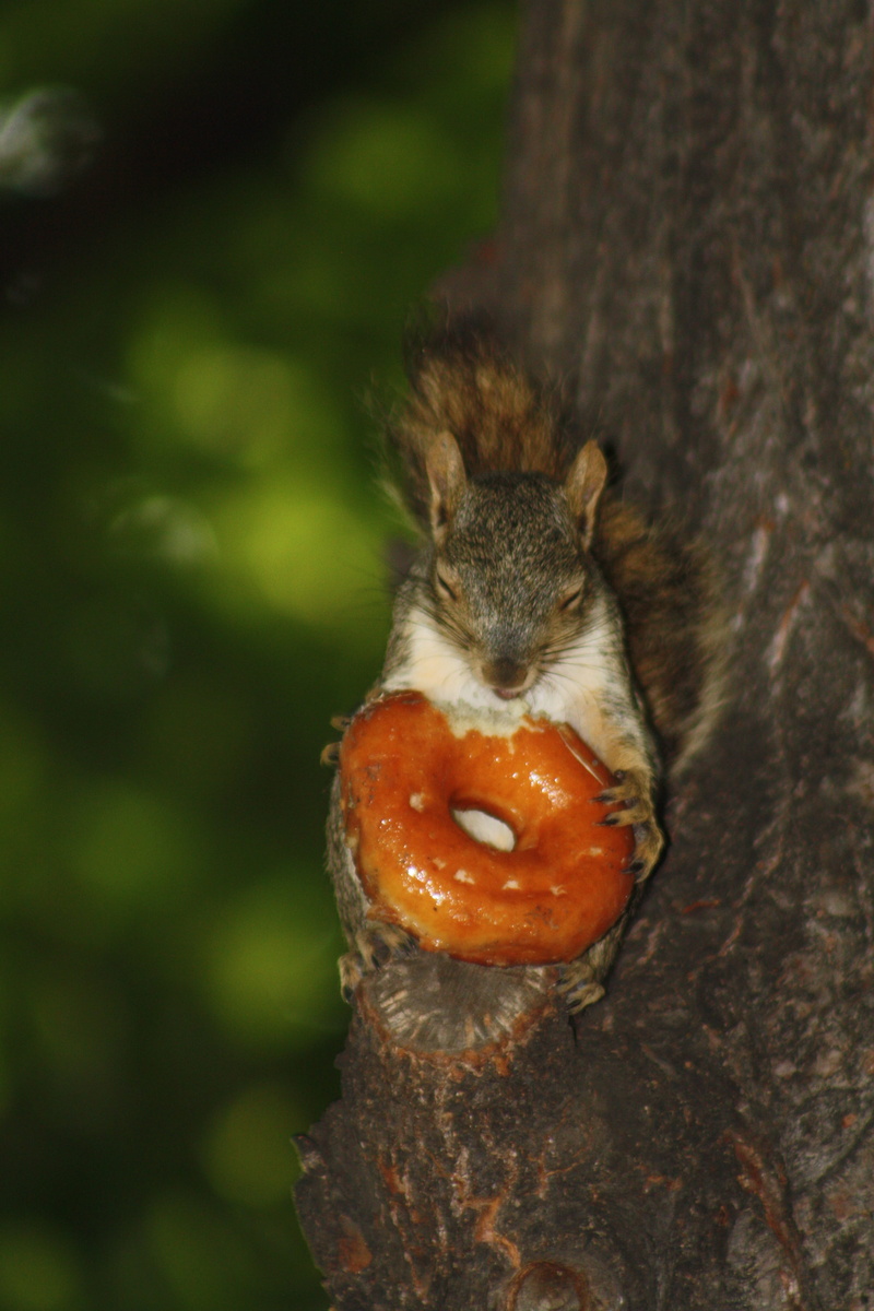 trunk, nature, park, animal themes, eat, food, outdoors, donut, mammal, food and drink, animal wildlife, squirrel, focus on foreground, one animal, funny