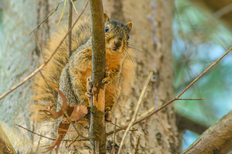red, curious, outdoors, green, no people, eye, natural, vertebrate, furry, day, wood, survival, animals in the wild, animal wildlife, 4K, wildlife, mammal