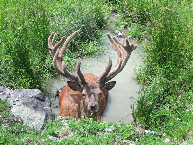 wood, animal wildlife, stag, animals in the wild, Canada, Wood, one animal, wild, animal, mammal, vertebrate, tree, Wild, horned, Moose, antler, no people