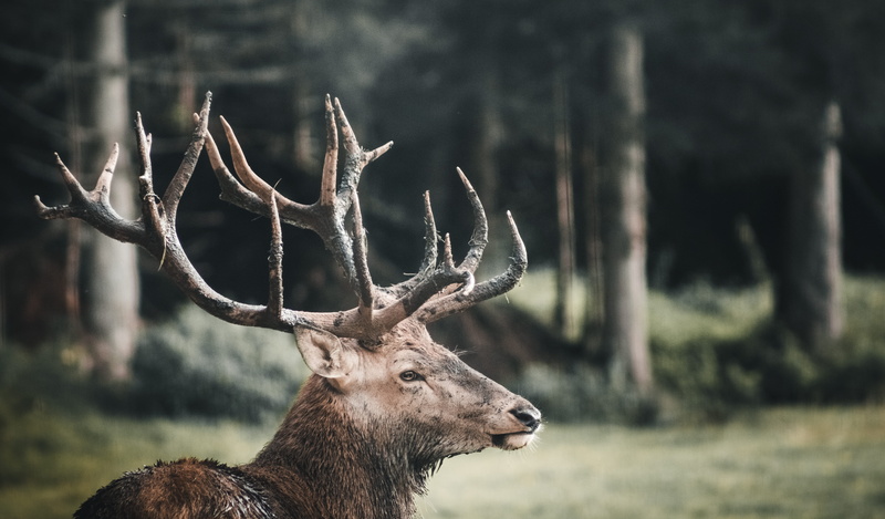 deer, buck, woods, daylight, antlers, elk, animal themes, nature, focus on foreground, head, animal wildlife, animals in the wild, 5K, no people, wildlife