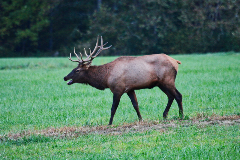 field, full length, one animal, bull, animal wildlife, mammal, outdoors, stag, herbivorous, profile view, 4K, moose, antler, day, buck, animal photography