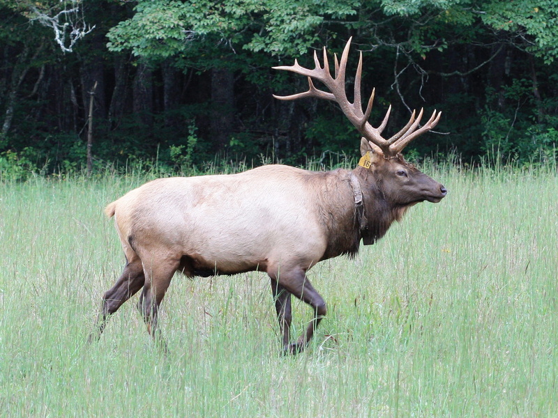 field, outdoors, game, plant, moose, antlers, herbivorous, day, protected, Nature, Wildlife, one animal, side view, rack, Male, stag, deer, american, animal themes