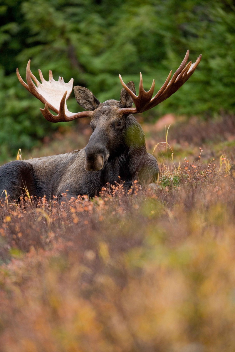 moose, domestic animals, horned, plant, resting, antler, wildlife, one animal, animals, animal wildlife, male animal, fauna, 4K, day, deers, vertebrate