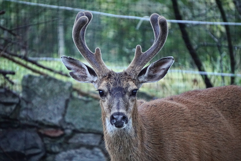 roebuck, close-up, focus on foreground, nature, reindeer, vertebrate, no people, roe deer, animal, looking at camera, brown, 5K, staring, antler, animal head