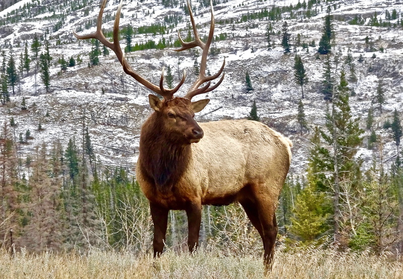 close, herbivorous, animals in the wild, 2K, nature, field, tree, brown, land, moose, stag, photography, daytime, vertebrate, plant, antler, outdoors
