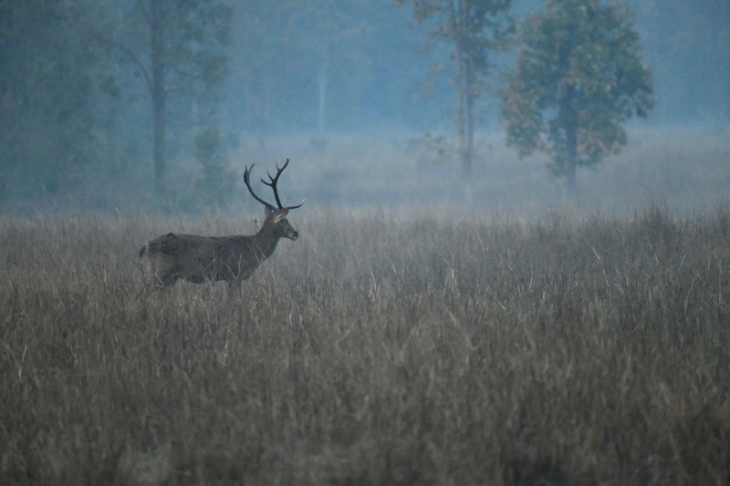 8K, buck, moose, outdoors, animal wildlife, vertebrate, animals in the wild, tree, fall, hayfield, antler, forest, deer, day, nature, grass, animal themes