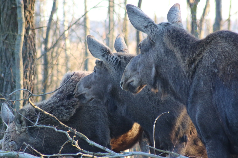 deer, animal family, animals In The Wild, Animals, no people, ungulates, group of animals, one animal, plant, animal wildlife, wildlife, animal, animals And Pets