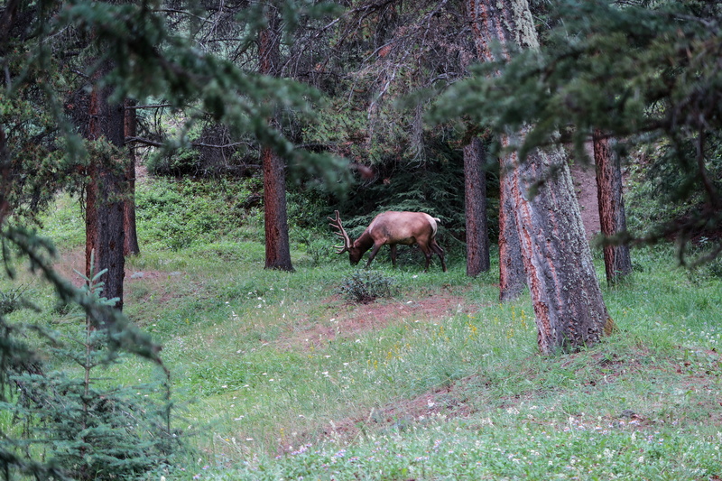 woodland, trunk, antler, moose, domestic animals, plant, herbivorous, nature, desktop background, animals in the wild, animal themes, land, banff, vertebrate