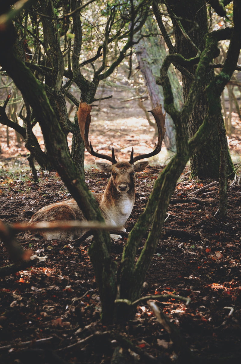 land, portrait, moose, looking at camera, wood, 4K, animal, pets, tree, one animal, forest, tree trunk, trunk, ground, mammal, green, antlers, deer, domestic animals
