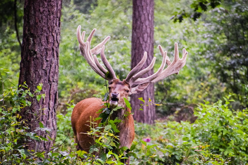 deer, one animal, forest, grass, eating, wood, trees, animal wildlife, day, nature, buck, stag, herbivorous, animals in the wild, no people, mammal, eat