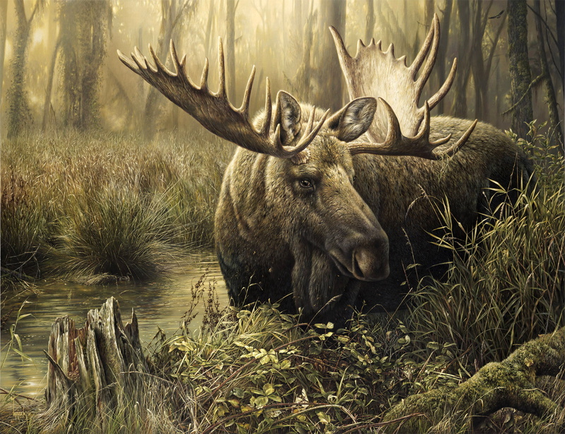 forest, day, animals In The Wild, antler, nature, no people, grass, hunting, stag, red Deer - Animal, woodland, trees, tree, mammal, 1080P, herbivorous
