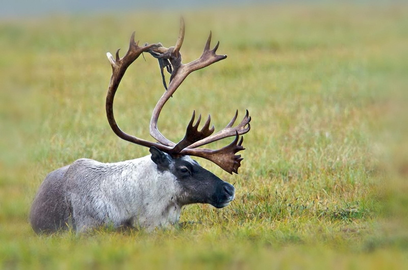 grass, grassland, deer, one animal, mammal, herbivorous, day, antler, vertebrate, plant, animal wildlife, reindeer, animals in the wild, prone, country
