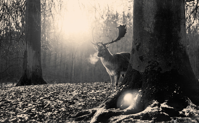 Trees, animal themes, Cold, Vintage, lens flare, tree, beauty in nature, animal wildlife, Forest, day, antler, outdoors, no people, tree trunk, mammal