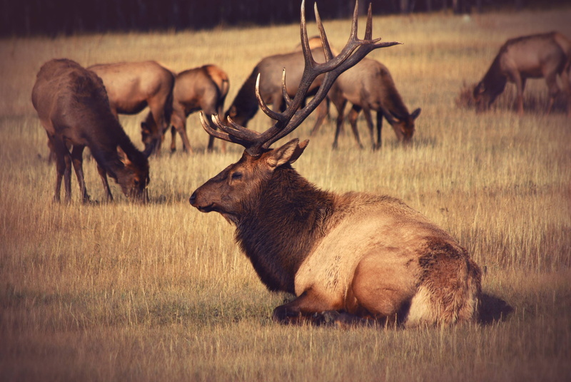 bull, elk, 4K, animal, wildlife, field, male, mammal, park